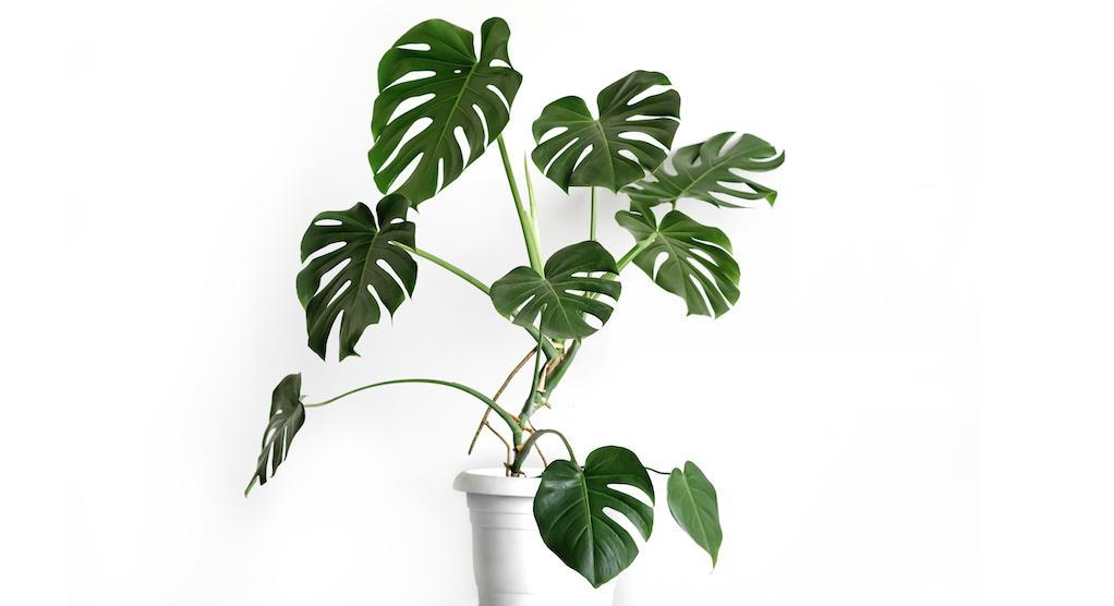 monstera deliciosa plant